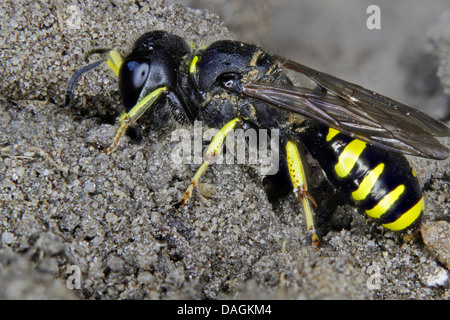 digger wasps, hunting wasps (Sphecidae, Sphegidae), on the ground, Germany, Mecklenburg-Western Pomerania Stock Photo