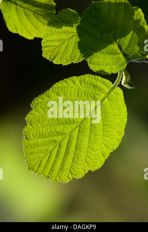 grey alder, hoary alder, speckled alder (Alnus incana), leaf, Germany Stock Photo