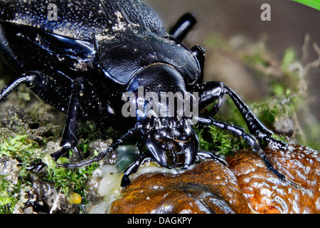 leatherback ground beetle (Carabus coriaceus), feeding on a roundback slug, Germany, Mecklenburg-Western Pomerania Stock Photo