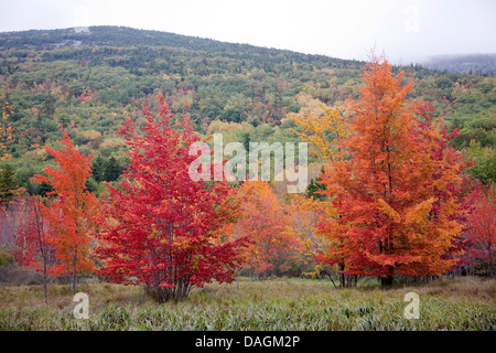 landscape with autumn leaved Trees at the Indian summer, USA, Maine, Acadia National Park, Bar Harbor Stock Photo