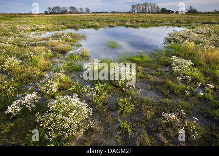 Sea aster (Aster tripolium), blooming in a salt marsh, Belgium, Dudzeelse polder, Zeebrugge Stock Photo