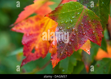 maple (Acer spec.), autumn leaves with rain drops, USA, Maine, Acadia National Park, Bar Harbor Stock Photo