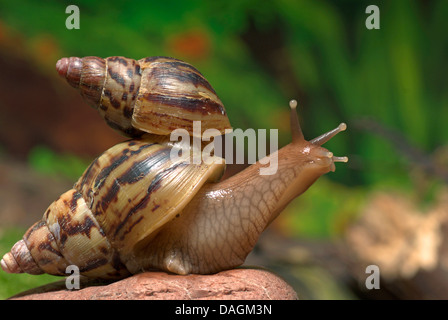 Giant African land snail (Achatina albopicta), one snail one the snail shell of another one, Owen Stock Photo