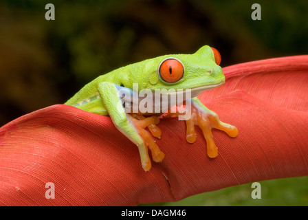 red-eyed treefrog, redeyed treefrog, redeye treefrog, red eye treefrog, red eyed frog (Agalychnis callidryas), on a rolled up leaf Stock Photo