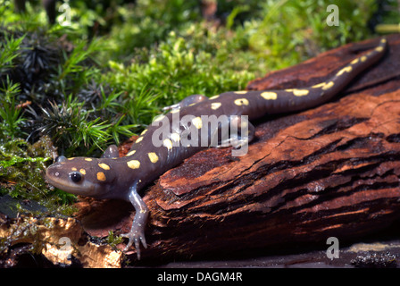 Spotted salamander (Ambystoma maculatum), on a stone Stock Photo