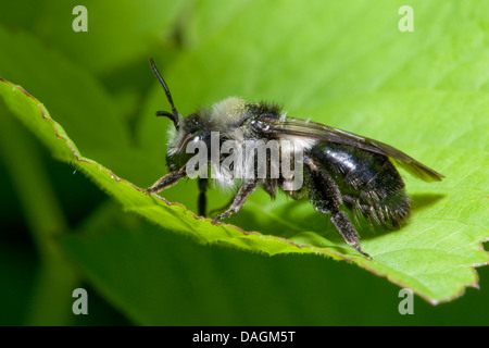 Ashy Mining-bee (Andrena cineraria), on a leaf, Germany Stock Photo