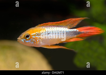 Agassiz dwarf cichlid (Apistogramma agassizii), swimming Stock Photo ...
