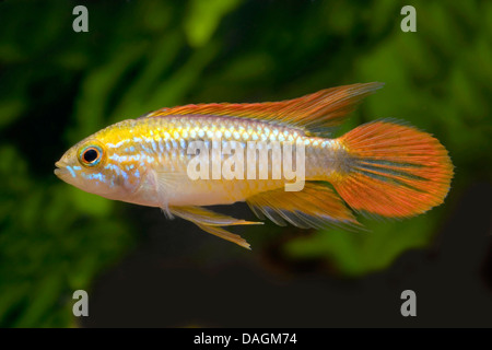 Agassiz dwarf cichlid (Apistogramma agassizii), swimming Stock Photo ...