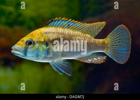 Malawi cichlid (Astatotilapia calliptera, Haplochromis callipterus), swimming Stock Photo
