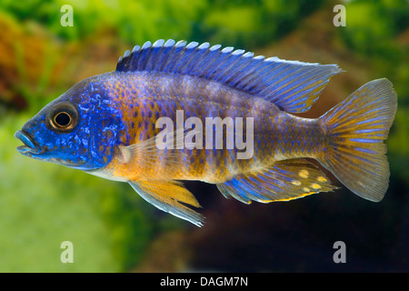 red-shoulder Malawi peacock cichlid, aulonocara Fort Maguire (Aulonocara hansbaenschi Chiloelo), swimming Stock Photo