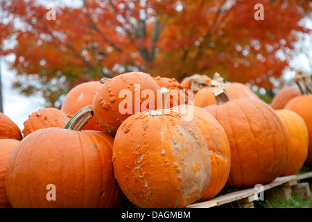 marrow, field pumpkin (Cucurbita pepo), pumpkins in front of a tree with autumn leaves, USA, Massachusetts, Cape Cod, Hyannis Stock Photo