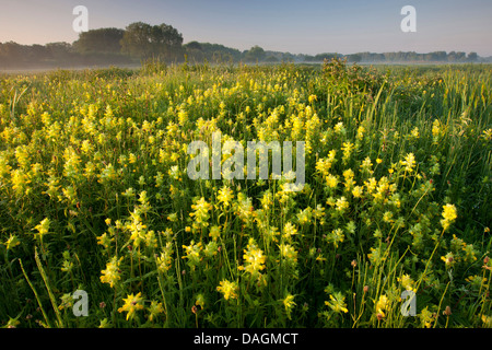 greater yellow-rattle (Rhinanthus angustifolius, Rhinanthus serotinus), marsh meadow with yellow-rattle, Belgium, Flanders Stock Photo