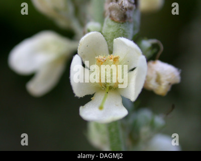 white mullein, dark mullein (Verbascum lychnitis), flower, Germany Stock Photo