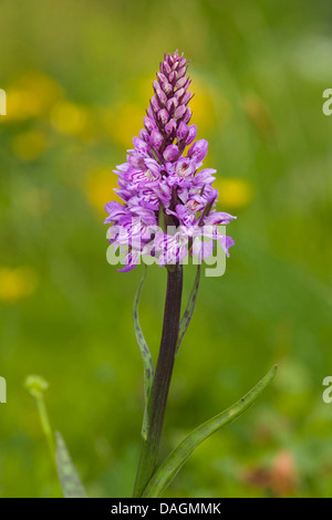 common spotted-orchid (Dactylorhiza fuchsii, Dactylorhiza maculata ssp. fuchsii), inflorescence, Germany Stock Photo