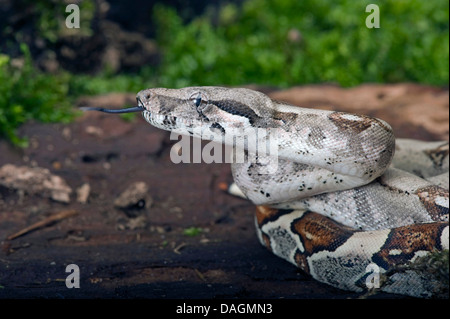 Red-tailed Boa (Boa constrictor constrictor), portrait, flicking Stock Photo