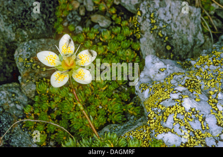 Saxifraga bryoides (Saxifraga bryoides), blooming, Italy, South Tyrol, Dolomiten Stock Photo
