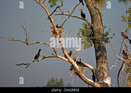 great cormorant (Phalacrocorax carbo), nesting colony on a tree, Belgium, Bourgoyen-Ossemeersen Stock Photo