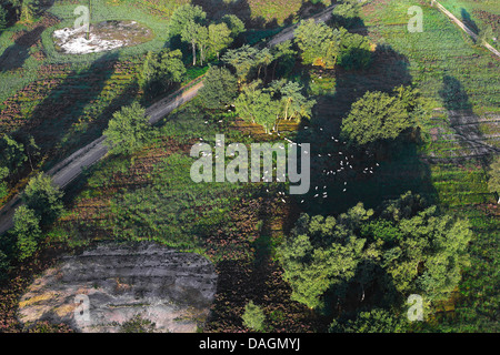 aerial view to herd of cows in heath, Belgium, Limburg, Hoge Kempen National Park Stock Photo