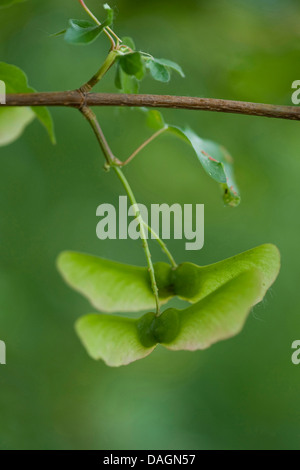 field maple, common maple (Acer campestre), fruits on a branch, Germany Stock Photo