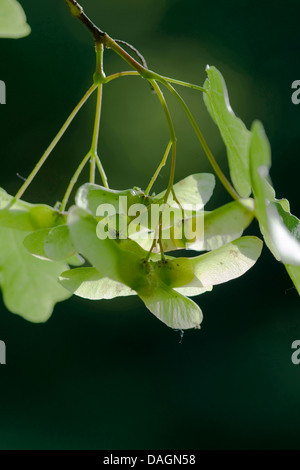 field maple, common maple (Acer campestre), fruits on a branch, Germany Stock Photo