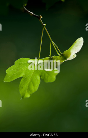 field maple, common maple (Acer campestre), fruits on a branch, Germany Stock Photo