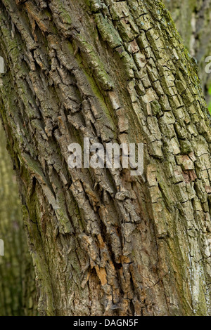 field maple, common maple (Acer campestre), bark, Germany Stock Photo