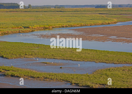 mudflats in the Zwin nature reserve, Belgium, Knokke Stock Photo