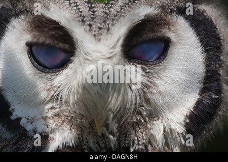 African White-faced Scops Owl (Otus leucotis). Nictitating membranes,  or 'third' eyelid, drawn across eyeball surfaces. Stock Photo