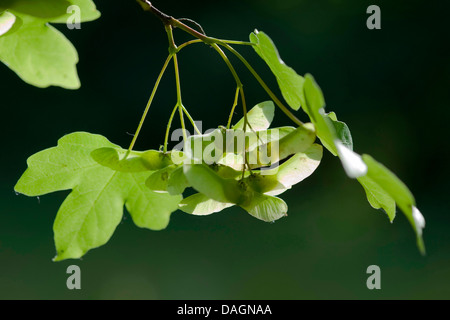 field maple, common maple (Acer campestre), branch with fruits and leaves, Germany Stock Photo