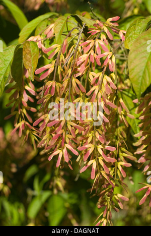 Henry's Maple (Acer henryi), young infructescences Stock Photo