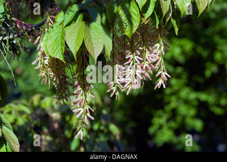 Henry's Maple (Acer henryi), young infructescences Stock Photo