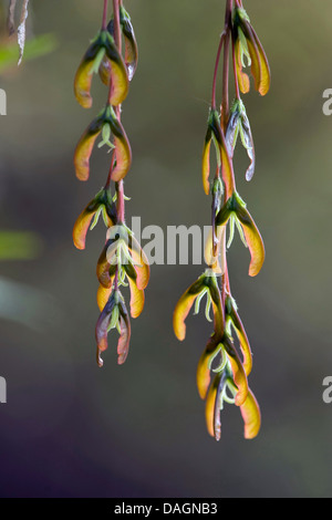 ashleaf maple, box elder (Acer negundo), hanging infructescences, Germany Stock Photo