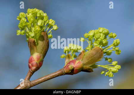 Norway maple (Acer platanoides), blooming branch, Germany Stock Photo