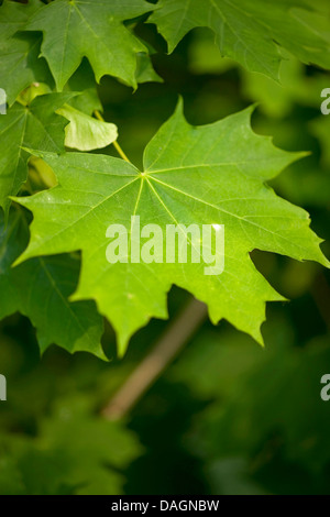 Norway maple (Acer platanoides), leaf, Germany Stock Photo