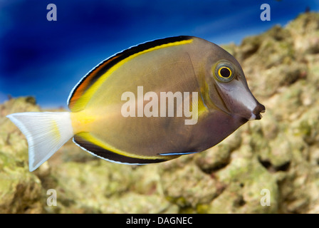 Powder brown tang (Acanthurus japonicus), swimming, Philippines Stock Photo