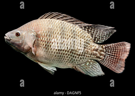 A single tilapia fish is shown in profile against a solid black background. The fish has a robust, laterally compressed body with a pattern of small, dark, diamond-shaped scales over a light Stock Photo