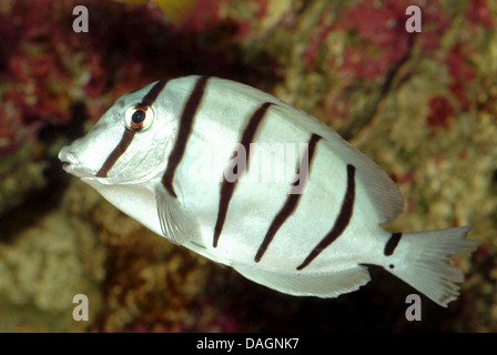 Convict surgeonfish (Acanthurus triostegus), swimming Stock Photo