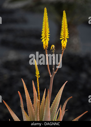 aloe vera (Aloe vera, Aloe barbadensis), blooming in frot of lava stones, Canary Islands, Lanzarote, Tahiche Stock Photo