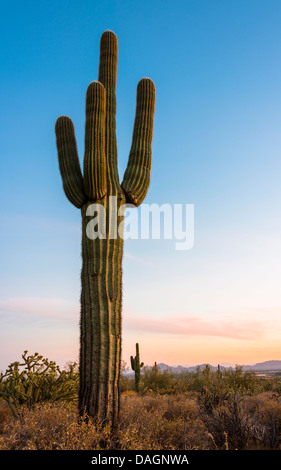 Saguaro Cacti at Sunrise in Sonoran Desert, Ground View Stock Photo - Alamy