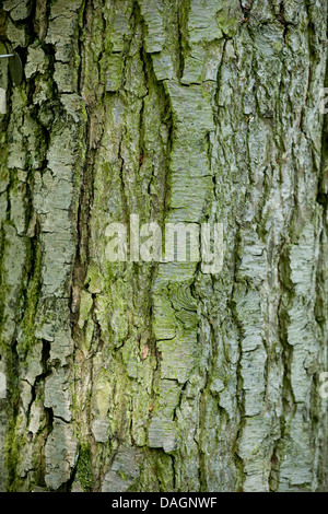 common alder, black alder, European alder (Alnus glutinosa), bark, Germany Stock Photo