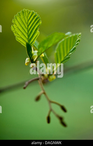 common alder, black alder, European alder (Alnus glutinosa), branch in backlight, Germany Stock Photo