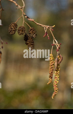 common alder, black alder, European alder (Alnus glutinosa), male and female catkins on a branch with cones, Germany Stock Photo