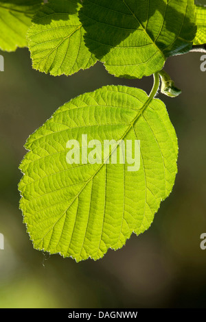 grey alder, hoary alder, speckled alder (Alnus incana), leaf in backlight, Germany Stock Photo