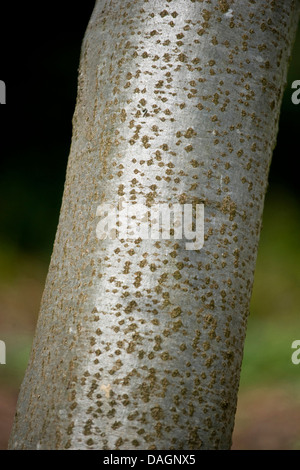 grey alder, hoary alder, speckled alder (Alnus incana), bark, Germany Stock Photo