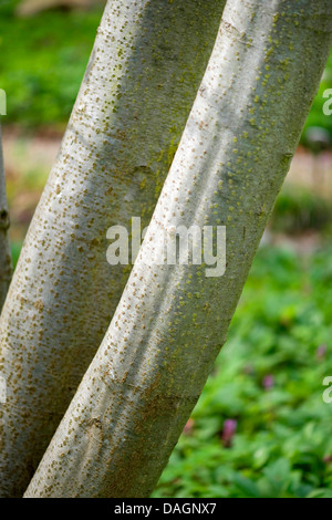 grey alder, hoary alder, speckled alder (Alnus incana), trunks, Germany Stock Photo