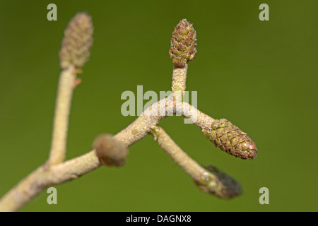 grey alder, hoary alder, speckled alder (Alnus incana), female inflorescences, Germany Stock Photo