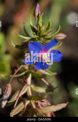 Flaxleaf Pimpernel (Anagallis monelli, Anagallis linifolia), flower, Portugal, Aljezur Stock Photo