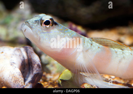 Magnus' prawn-goby (Amblyeleotris sungami), portrait Stock Photo