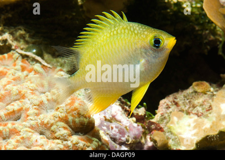 golden damsel (Amblyglyphidodon aureus), with corals Stock Photo