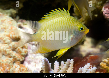 golden damsel (Amblyglyphidodon aureus), in front of corals Stock Photo